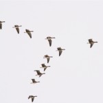 migration, crédits Toivol